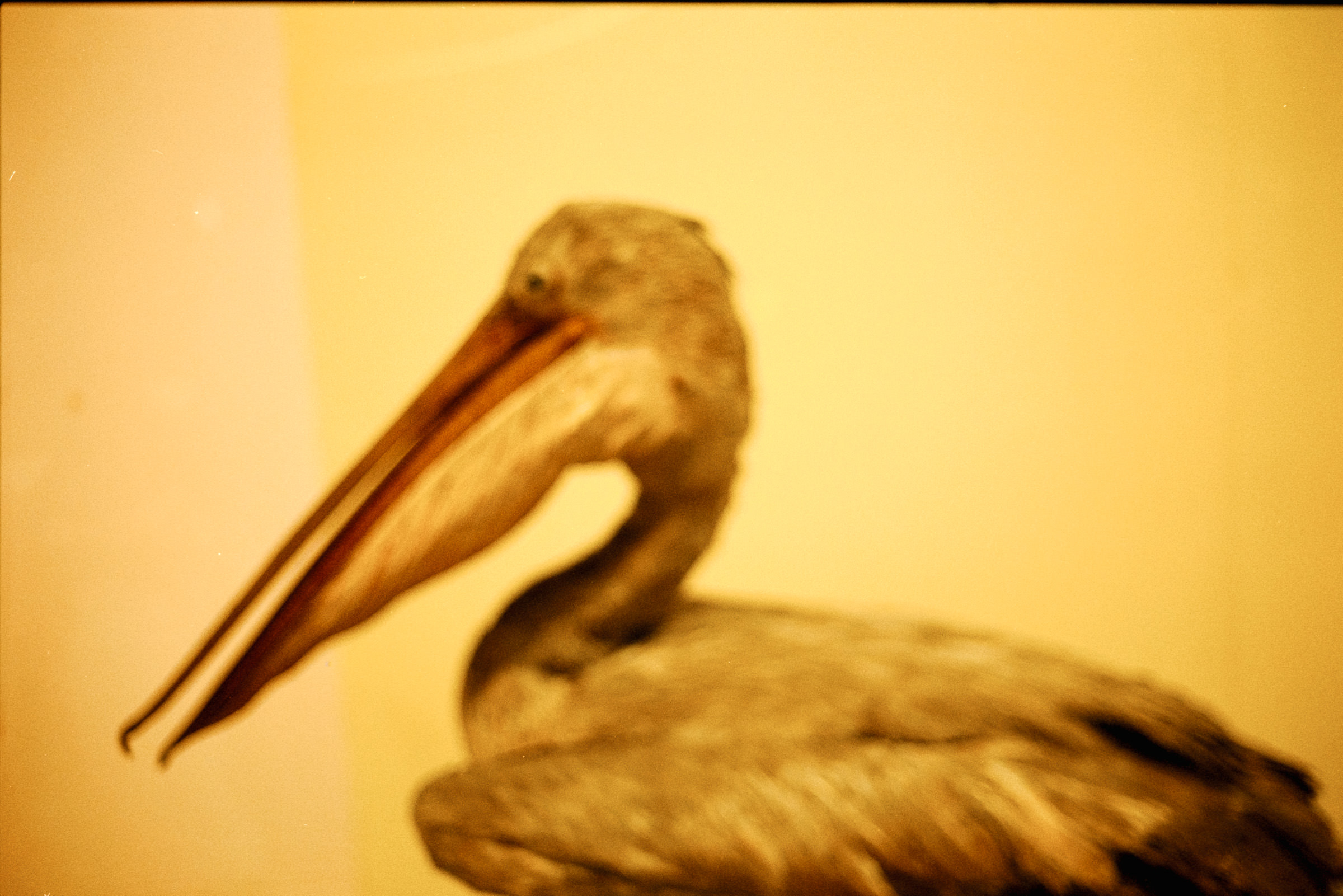 AHP film 2005 01 001 sc240825 img10 NLP